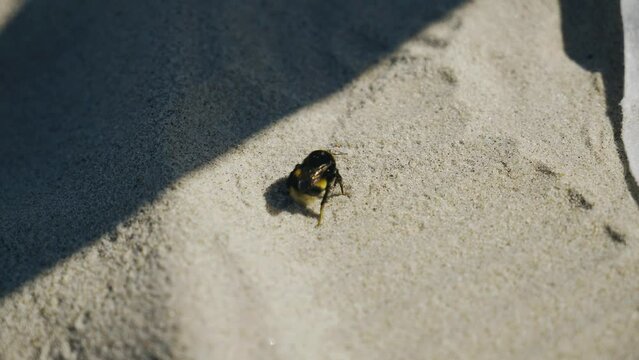 Bumblebee crawls on the sand trying to hide from the grains of sand that fall on it. Cool insect shots