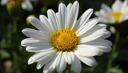 Obraz premium Vibrant yellow daisy in uncultivated meadow, surrounded by fresh green generated by AI