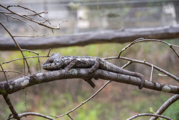 Malagasy giant chameleon is a species of chameleon endemic to Madagascar