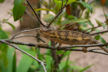 Malagasy giant chameleon is a species of chameleon endemic to Madagascar