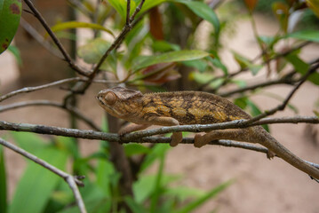 Malagasy giant chameleon is a species of chameleon endemic to Madagascar