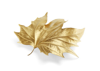 One golden maple leaf isolated on white. Autumn season