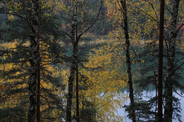 Beautiful autumn forest on a cloudy dark day