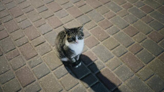 A cute tabby cat is sitting on the sidewalk and looking at the camera.