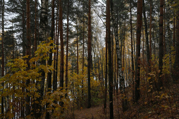 Fototapeta premium Beautiful autumn forest on a cloudy dark day
