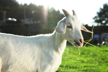 Cute goat at farm on sunny day