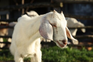 Fototapeta premium Cute white goat at farm on sunny day
