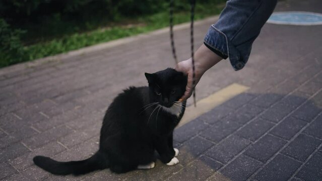 A girl strokes a black cat with her hand on the sidewalk outside. Shooting in close-up.