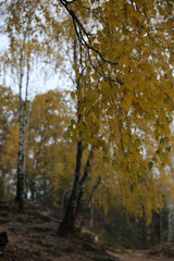 Beautiful autumn forest on a cloudy dark day