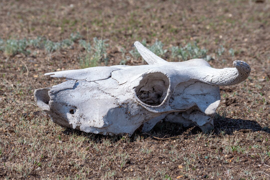 A dried-up white animal skull with horns and empty eye sockets in the grass. cow skull lying on the ground against the grass. Bone texture. Death of animals.