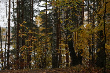 Beautiful autumn forest on a cloudy dark day