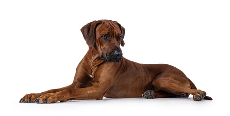 Handsome male Rhodesian Ridgeback dog, laying down side ways. Looking side ways away from camera. Isolated on a white background.