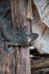 Leaf-tailed gecko, Madagascar