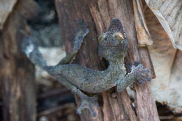 Leaf-tailed gecko, Madagascar