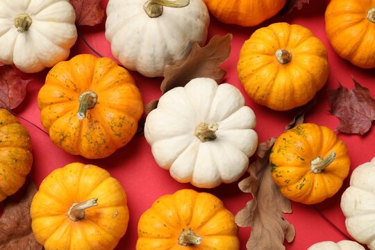 Thanksgiving day. Flat lay composition with pumpkins on red background