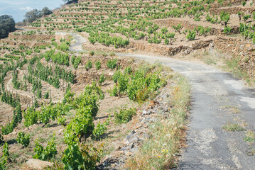 Route sinueuse dans les vignes de Collioure. Chemin traversant le vignoble de Languedoc-Roussillon....