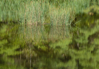 Great Bulrush and Reflections in a Marsh