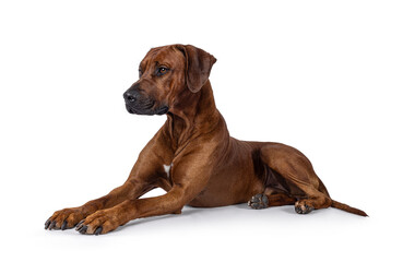 Handsome male Rhodesian Ridgeback dog, laying down side ways. Looking side ways away from camera. Isolated on a white background.