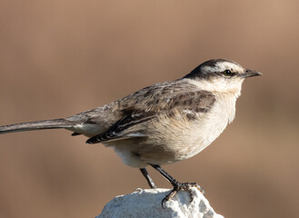 Oiseau Moqueur plombé perché sur un caillou. (Mimus Saturnimus) / Quebrada de los Cuervos, Uruguay