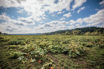 Pumpkin patch