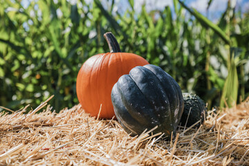 Pumpkins on the hay.