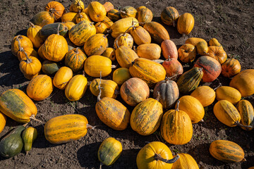 A ripe pumpkin in the garden on an autumn day. Harvesting in the field.