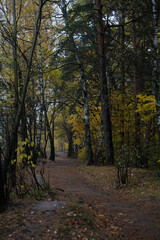 Fototapeta na wymiar Beautiful autumn forest on a cloudy dark day