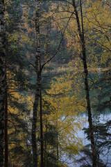 Beautiful autumn forest on a cloudy dark day