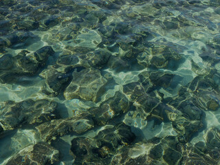 Fototapeta na wymiar Stromatolites at Hamelin Pool, Western Australia