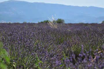 Obraz premium Field of lavender, Provence, France