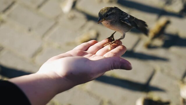The sparrow lands on the girl's palm and eats crumbs from her palm.