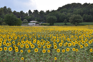 field of sunflowers in spring