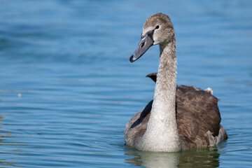Mute Swan Cygnus olor. A bird on the lake. Close up