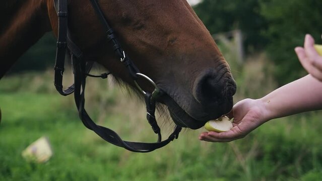 The girl feeds the horse an apple from her hand. She brings her hand with the apple to the horse's muzzle. Close-up shooting