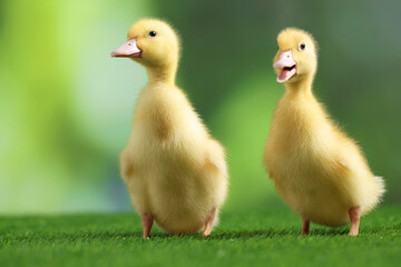 Cute fluffy ducklings on artificial grass against blurred background, closeup. Baby animals