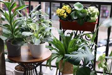 Many different beautiful plants in pots on balcony