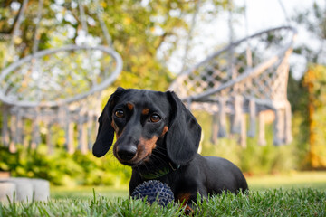 Dachshund puppy playing with a ball in the garden.