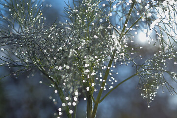 Close-up of water droplets on dill. Drops of dew in the morning shine in the sun. Macro photo Dill in the morning. Shiny twig. Bokeh light. Shiny background. Glitter effect. Glint sphere. Copy space.
