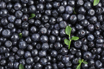 Many delicious ripe bilberries and green leaves as background, top view