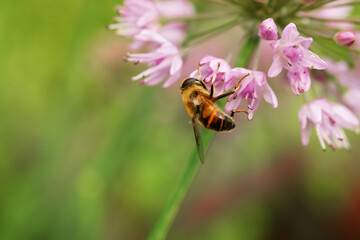 Honeybee collecting pollen from beautiful flower outdoors, closeup. Space for text