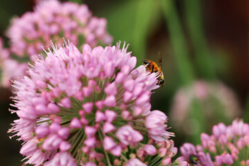 Honeybee collecting pollen from beautiful flower outdoors, closeup