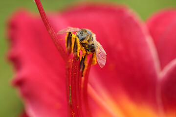 Honeybee collecting pollen from beautiful flower outdoors, closeup