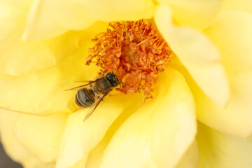 Honeybee collecting pollen from beautiful flower, closeup