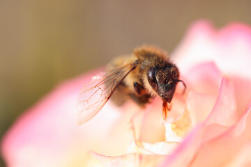 Honeybee collecting pollen from beautiful flower outdoors, closeup