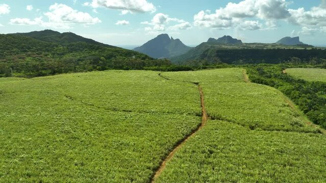 Aerial view: Sugar cane filds and Mountains, Mauritius island