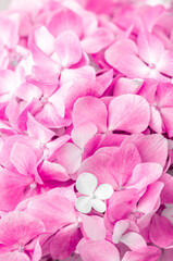 Obraz premium Pink flowers close up. Bouquet of purple flowers. City flower beds, a beautiful and well-groomed garden with flowering bushes.