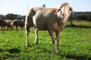 Naklejka na ściany i meble Cute sheep grazing outdoors on sunny day. Farm animals
