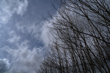 Tree branches with a dark cloudy sky on a rainy and windy day in spring