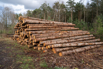 Stacked logs at the edge of the forest