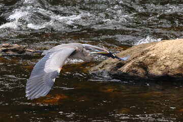 Fototapeta premium Great blue heron perched on rocks and in flight over mountain river. 